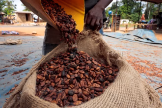 Below-average rainfall threatens Ivory Coast's cocoa intermediate crop quality