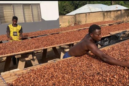 Cocoa farmers accuse COCOBOD authorities of weakening the sector through private purchasing activities