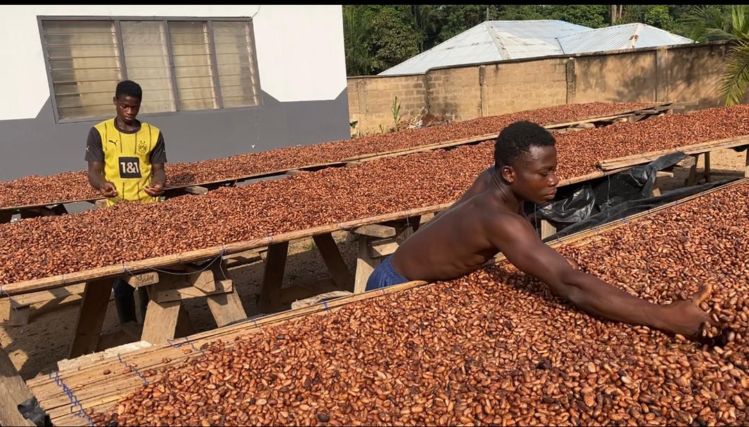 Cocoa farmers accuse COCOBOD authorities of weakening the sector through private purchasing activities