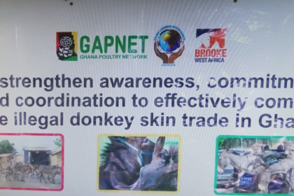 Donkeys on the brink of extinction - advocates call for crackdown on illegal skin trade
