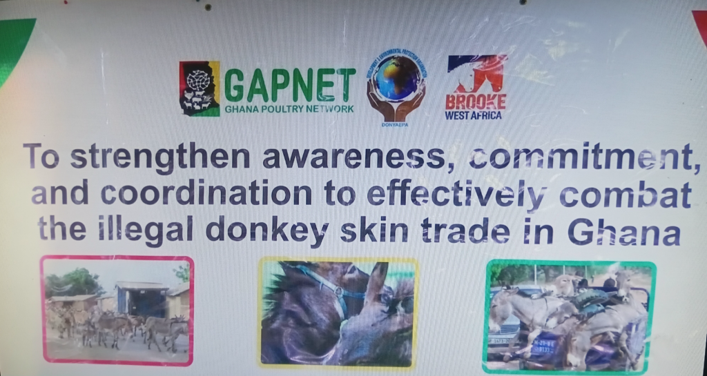 Donkeys on the brink of extinction - advocates call for crackdown on illegal skin trade