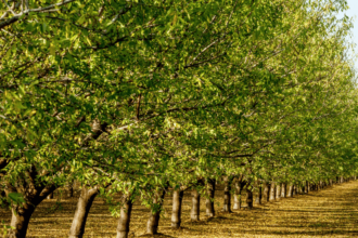 GPSCP II and TCDA partner to promote regulation and investment in the tree crops sector