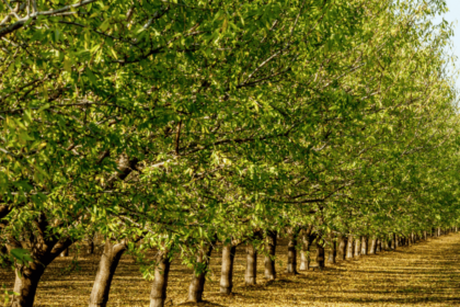 GPSCP II and TCDA partner to promote regulation and investment in the tree crops sector