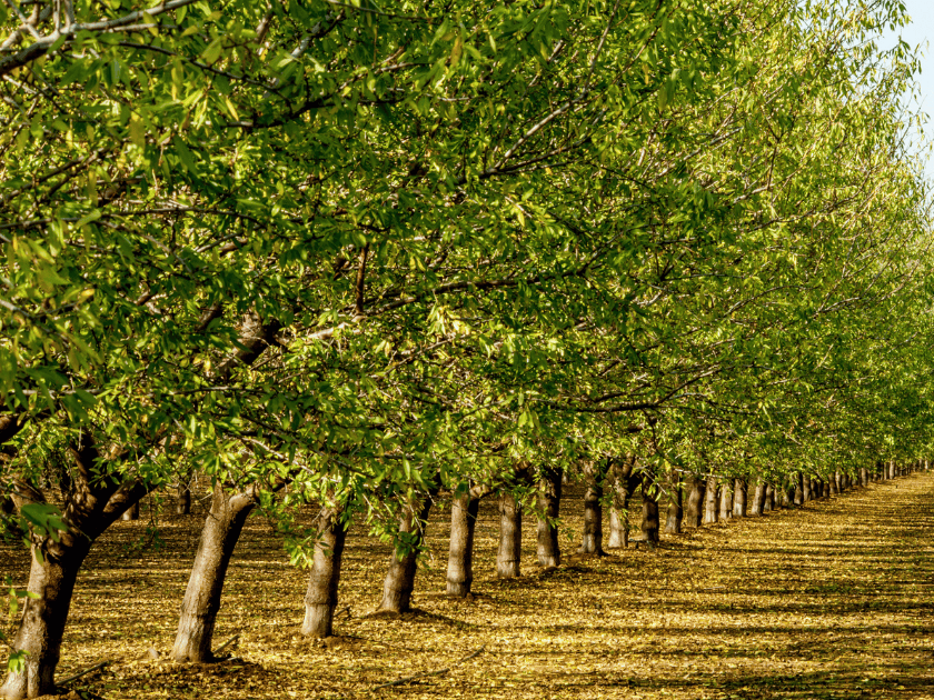 GPSCP II and TCDA partner to promote regulation and investment in the tree crops sector