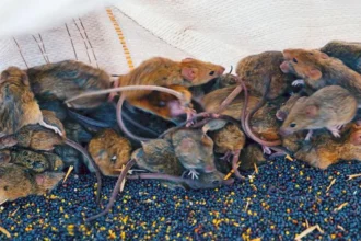 'Like a rotting corpse': Australian farmers battle rat plague