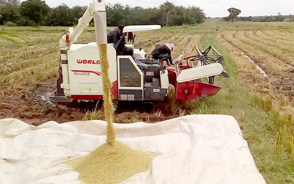 NAFCO needs GH¢770 million to buy surplus rice and grain from farmers