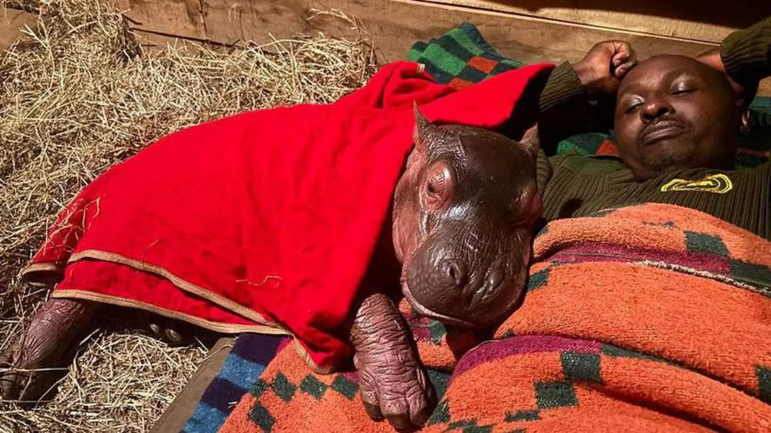 Orphaned baby hippo is raised by zookeepers at a Kenyan sanctuary