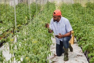 Research urges balanced expectations for agricultural innovations being developed in Ghana