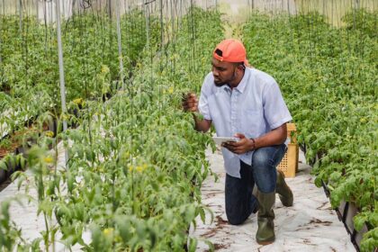Research urges balanced expectations for agricultural innovations being developed in Ghana