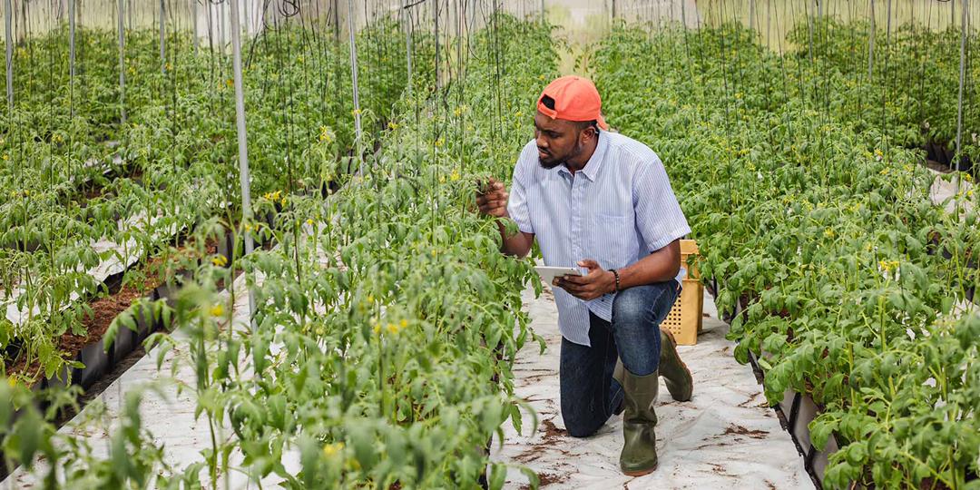 Research urges balanced expectations for agricultural innovations being developed in Ghana