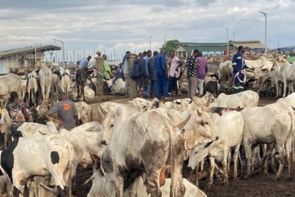File photo : Some livestock on sale at the Nima roundabout in Accra. Picture: ELVIS NII NOI DOWUONA