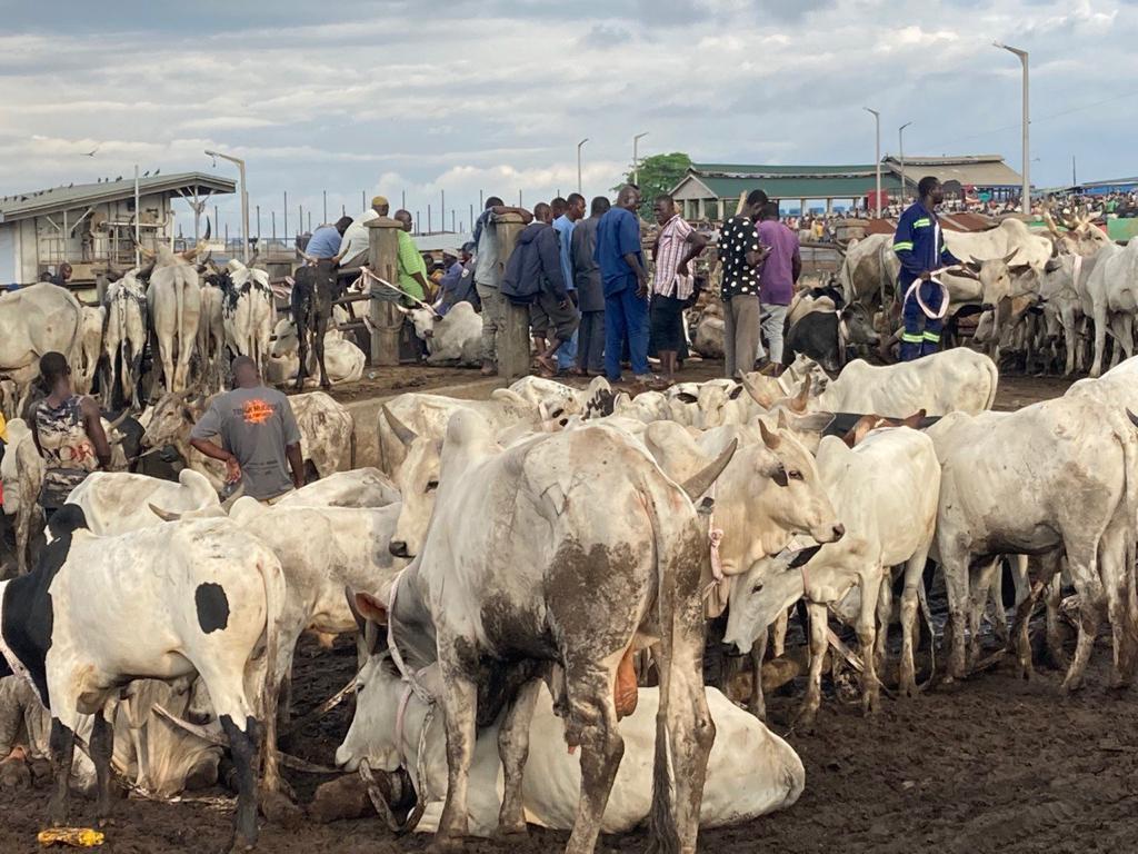 File photo : Some livestock on sale at the Nima roundabout in Accra. Picture: ELVIS NII NOI DOWUONA