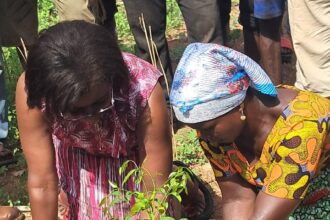 TreeAid Ghana partners with Nviron Hive to launch land restoration and livelihoods project