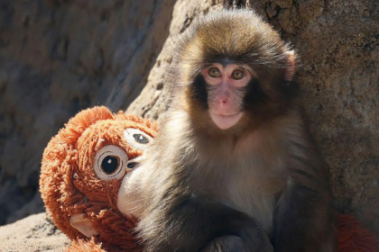 Two men arrested for performing stunt at famous Monkey Punch enclosure