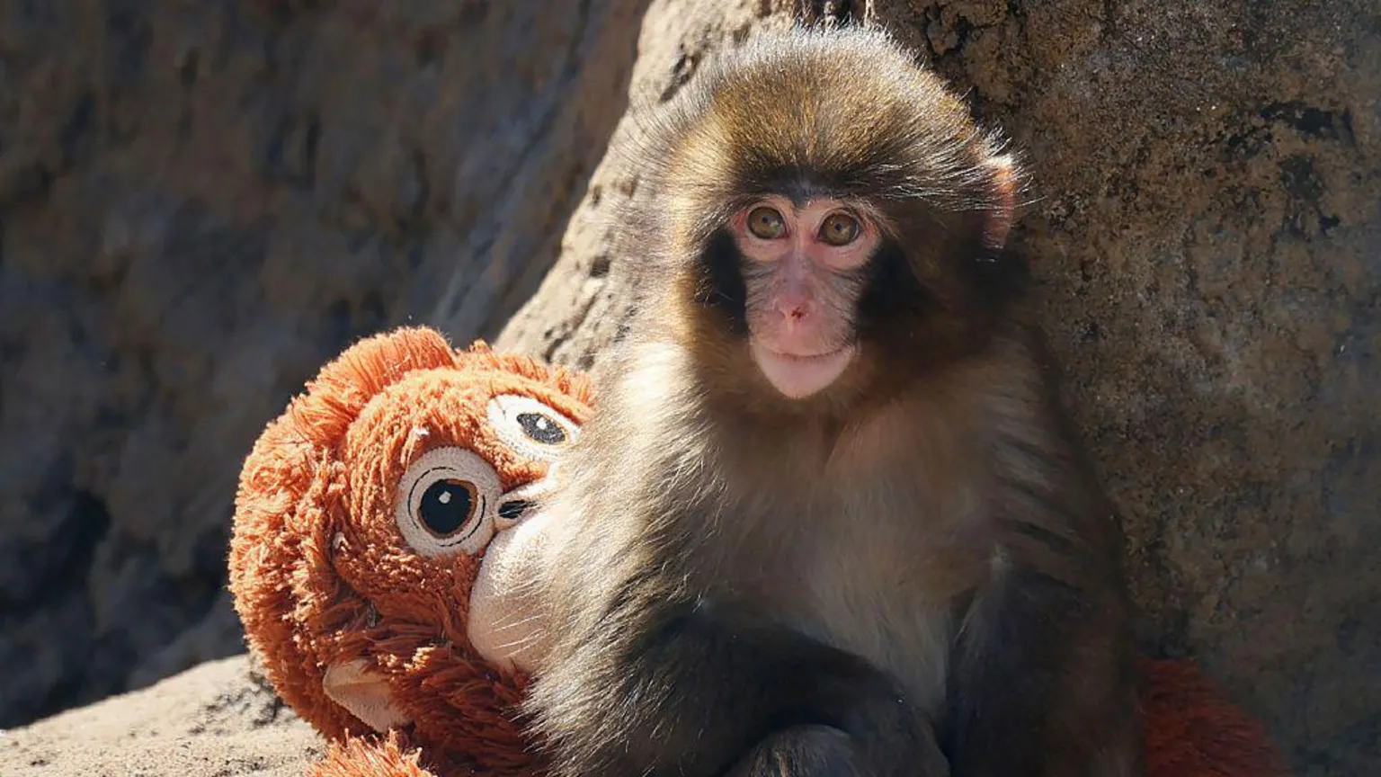 Two men arrested for performing stunt at famous Monkey Punch enclosure