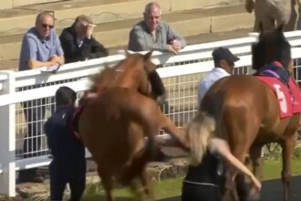 A drama in which a racehorse violently kicks a stableman on live TV in the Red Car parade ring becomes a hot topic.