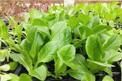 leafy vegetables