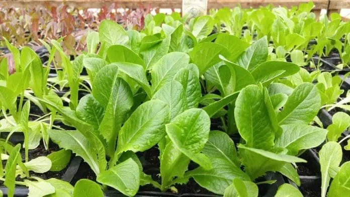 leafy vegetables