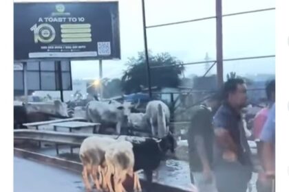 “We have never allowed the sale of livestock on major roads” – Greater Accra Regional Minister responds