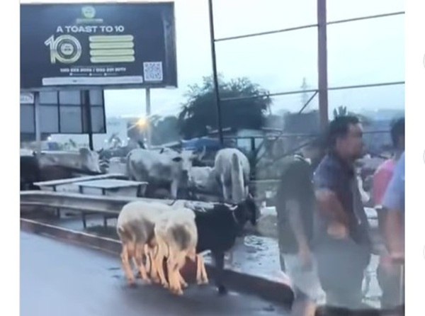 “We have never allowed the sale of livestock on major roads” – Greater Accra Regional Minister responds