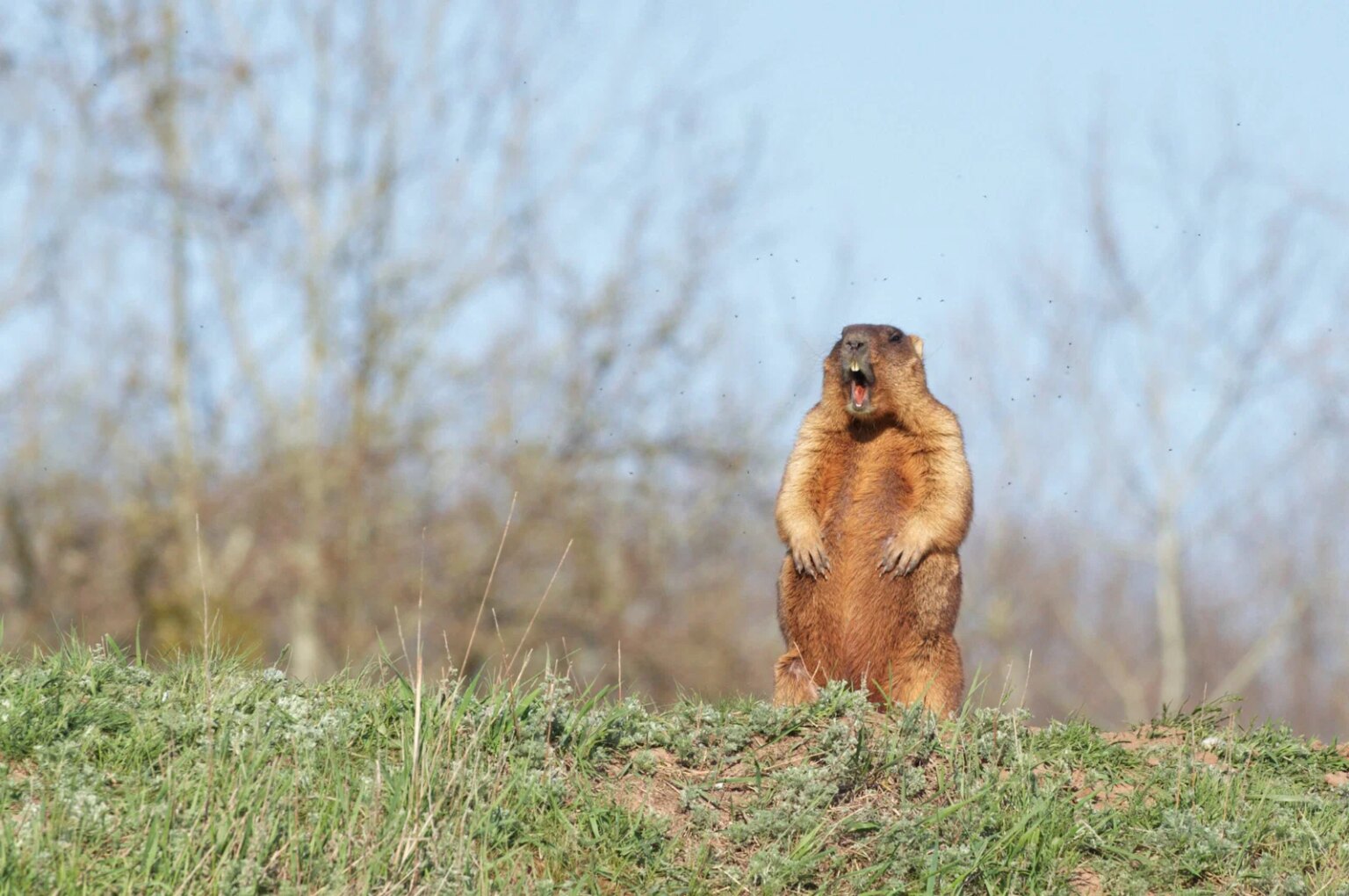 Groundhog Day 2026: Phil predicts a long winter