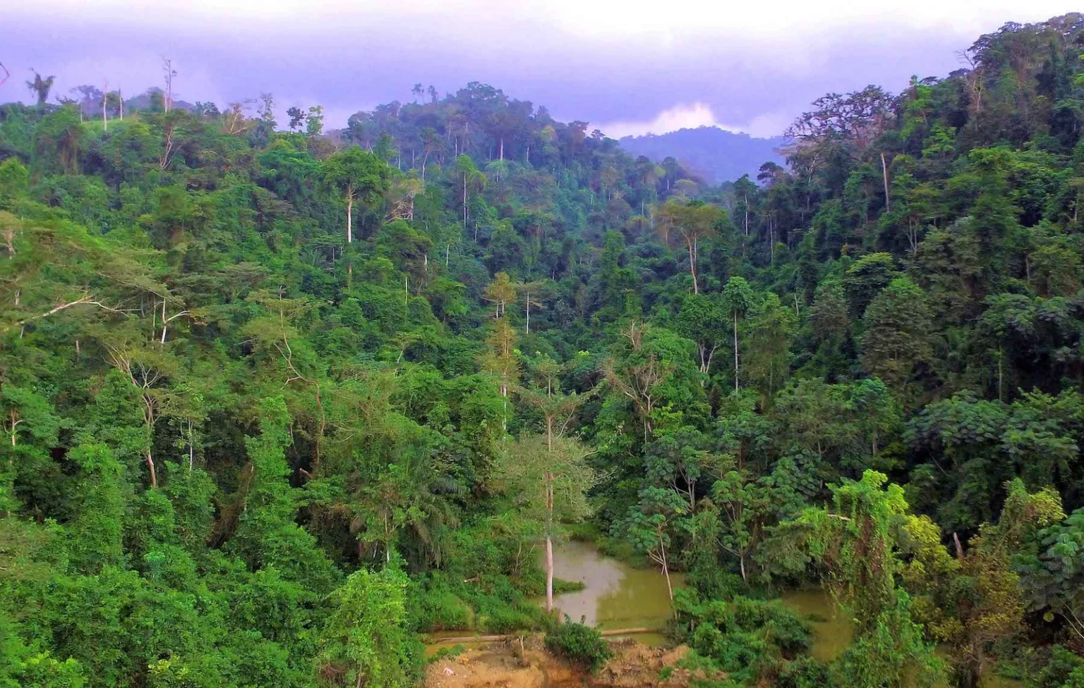 Africa struggles to coordinate forest governance as climate, biodiversity and land degradation policies collide