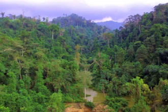 Africa struggles to coordinate forest governance as climate, biodiversity and land degradation policies collide