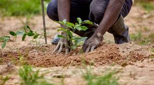 CSIR warns that inappropriate use of soil data is hurting agricultural productivity in Ghana