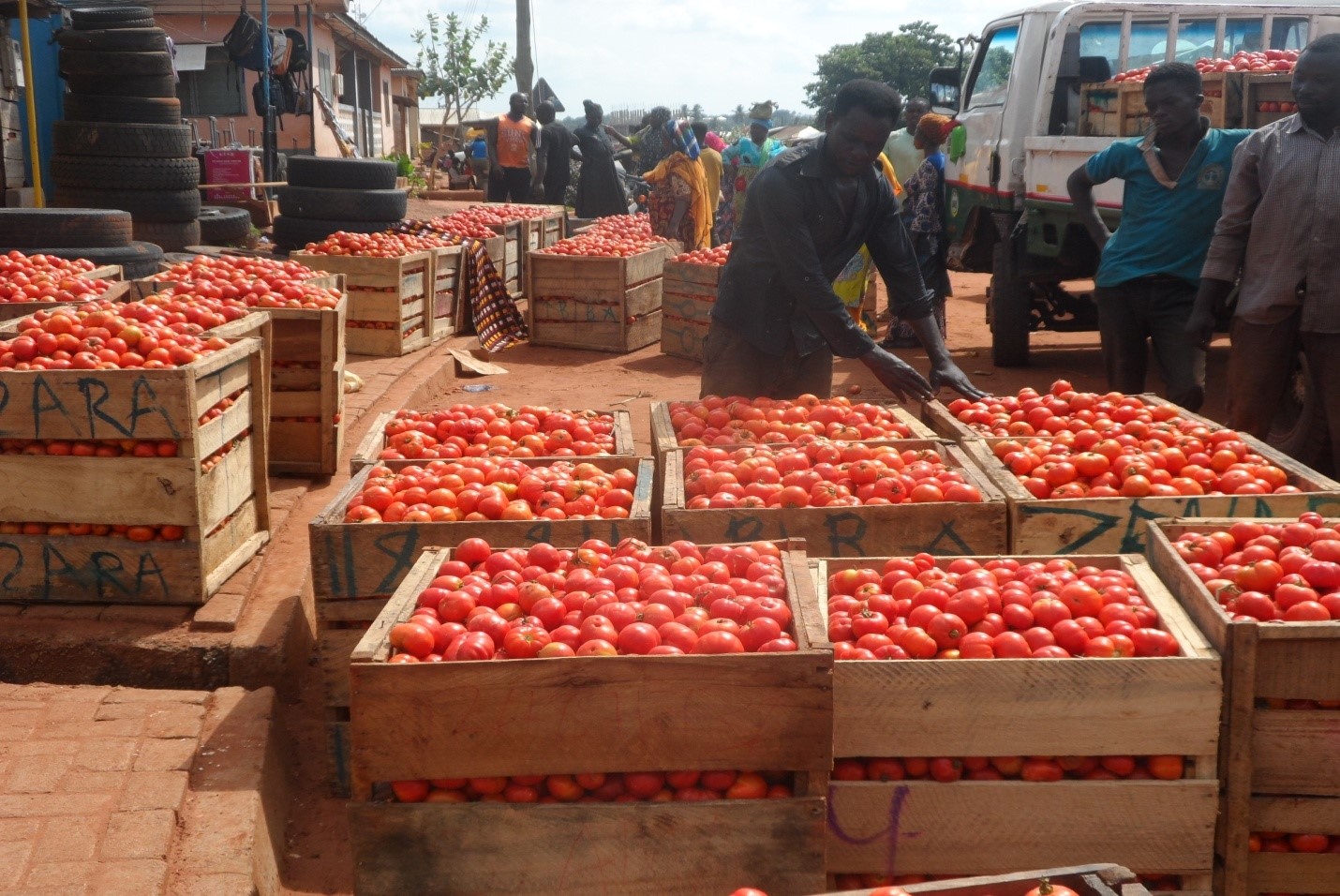 Fresh tomato prices rise 35.8% in May 2026 due to supply disruptions