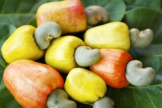 Ghana needs to prioritize local cashew processing to create jobs and increase export revenue – ACPG