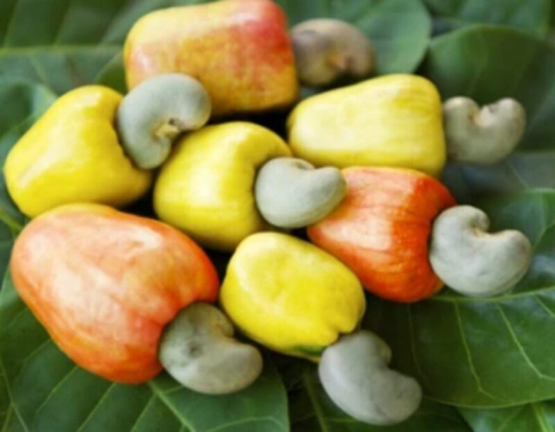 Ghana needs to prioritize local cashew processing to create jobs and increase export revenue – ACPG