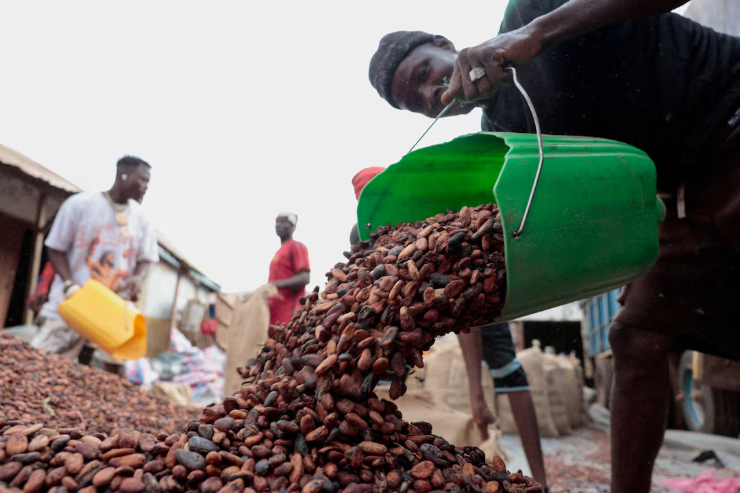 Ivory Coast expects exports of its main crop, cacao, to be steady as the El Niño phenomenon approaches production.