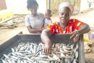 Efua Duah, a fishmonger from Abandze in the Central Region, processing her fish
