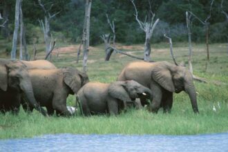 Scientific consensus calls for wildlife conservation to be integrated into global climate change policies