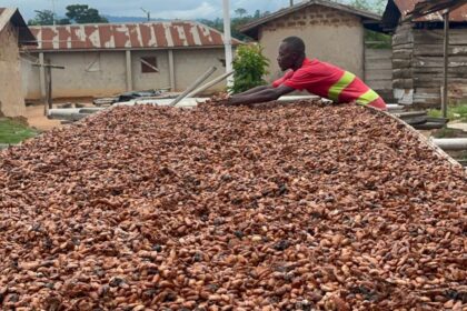 Tony's Open Chain steps up child labor intervention in Ghana's cocoa communities