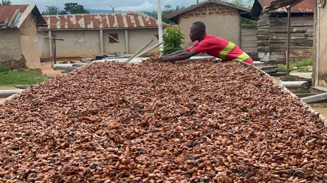 Tony's Open Chain steps up child labor intervention in Ghana's cocoa communities