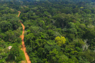 Traditional knowledge fades, threatening Africa's forest food