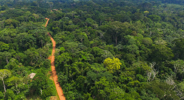 Traditional knowledge fades, threatening Africa's forest food