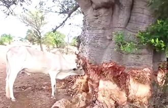 Livestock now feed on tree bark to survive