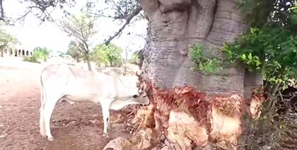 Livestock now feed on tree bark to survive