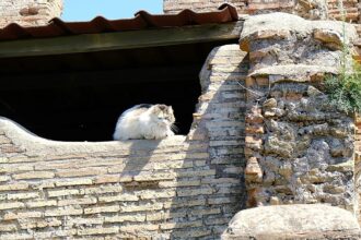 Visit Rome's cats on a new running tour of the Eternal City