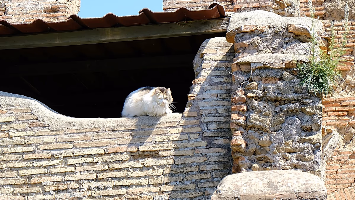 Visit Rome's cats on a new running tour of the Eternal City